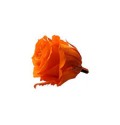 ΤΡΙΑΝΤΑΦΥΛΛΑ "ΑΠΟΧΥΜΩΜΕΝΑ¨" ΠΟΡΤΟΚΑΛΗ  ROSEN  PRESERVED ORANGE